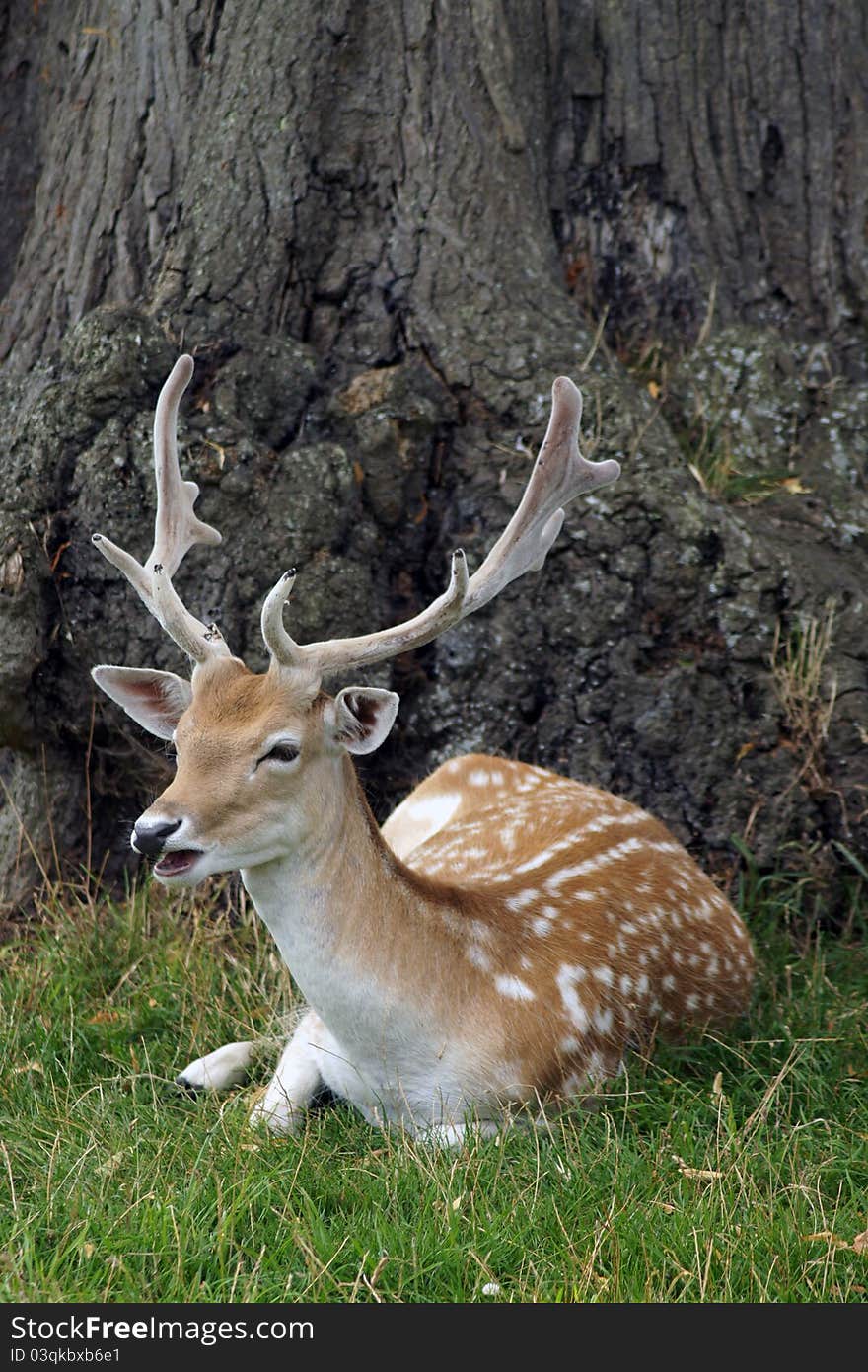 Fallow deer lying under a tree