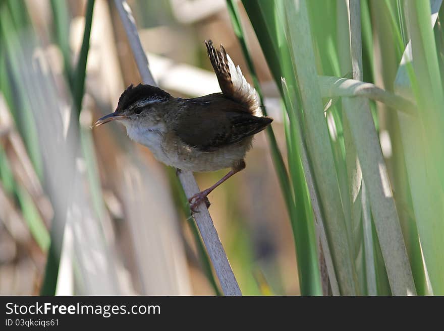 A small migratory marsh bird catches an insect,perching on cattail in spring,Quebec,Canada. A small migratory marsh bird catches an insect,perching on cattail in spring,Quebec,Canada