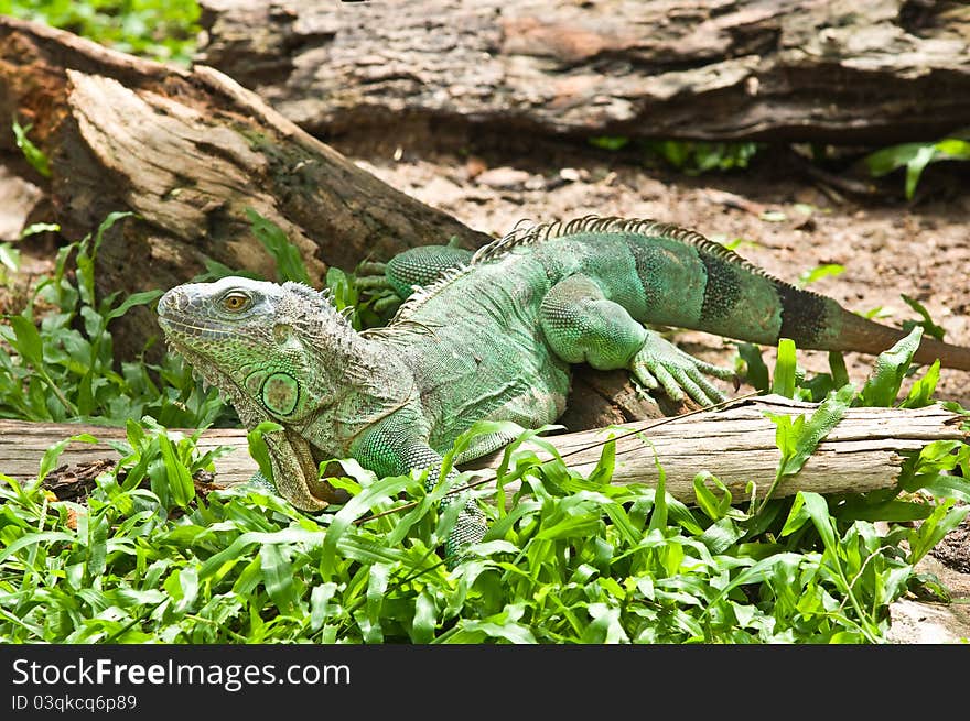 Iguana hold on the tree