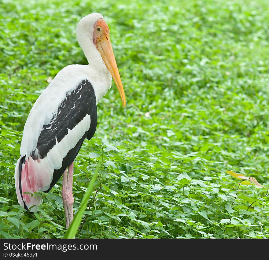 Painted stork bird stand on plant