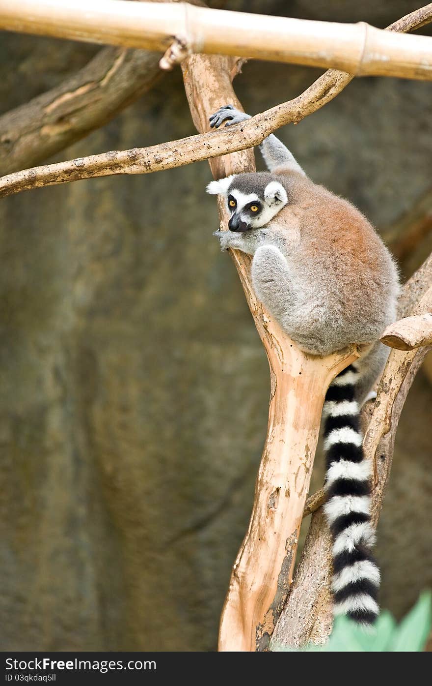 Lemur on branch of tree