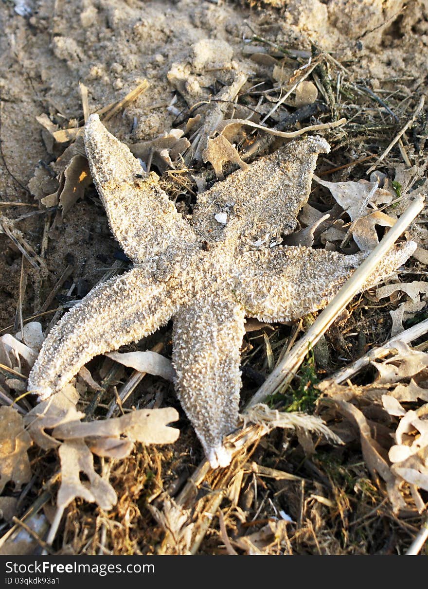 A starfish on the beach