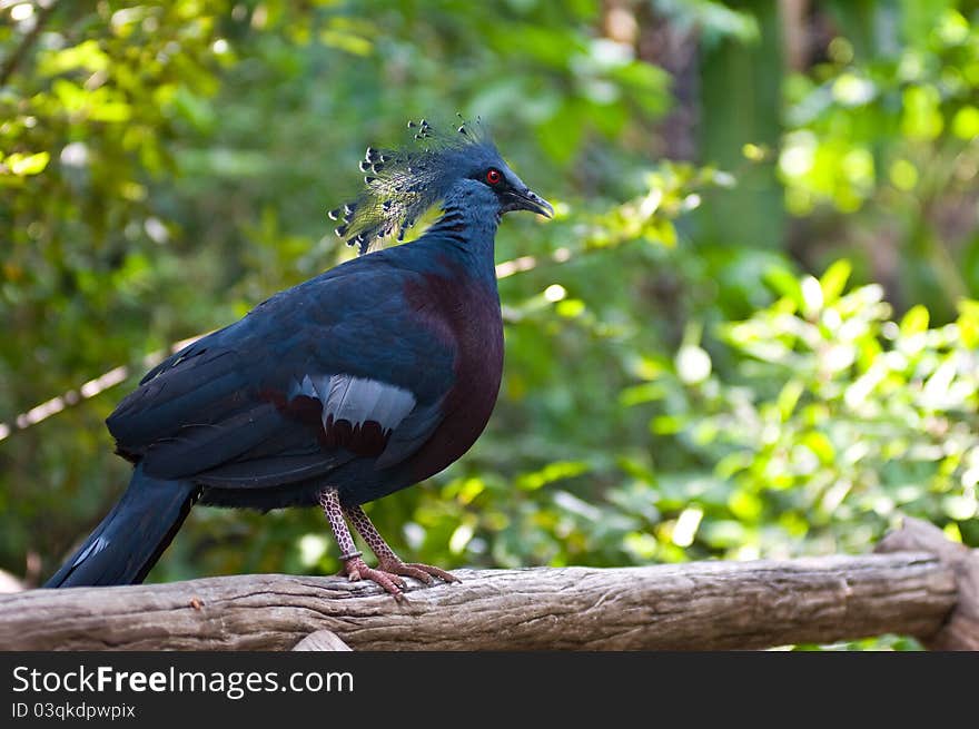 Pheasant bird