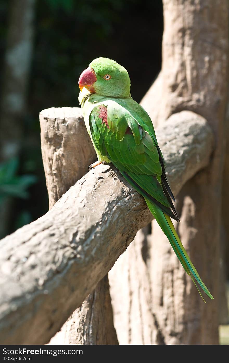 Green parrot hold on the log