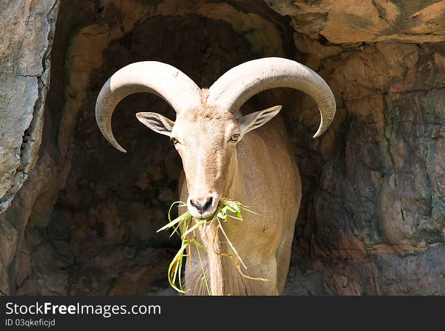 Brown mountain goat eating grass