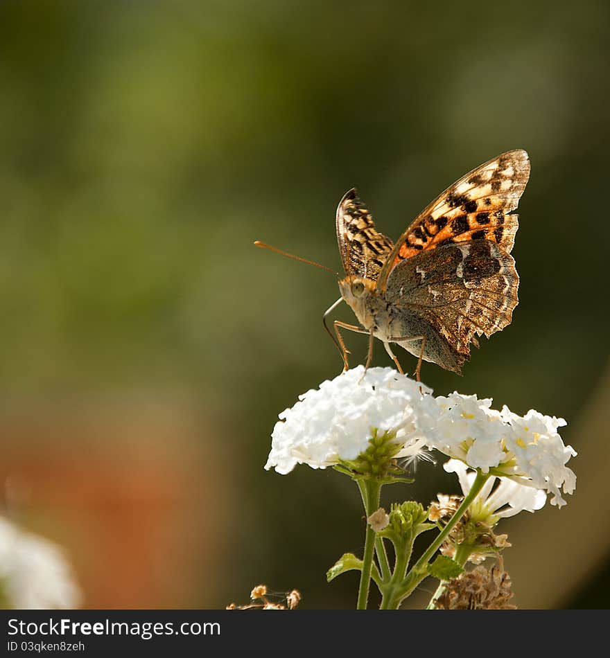 Butterfly