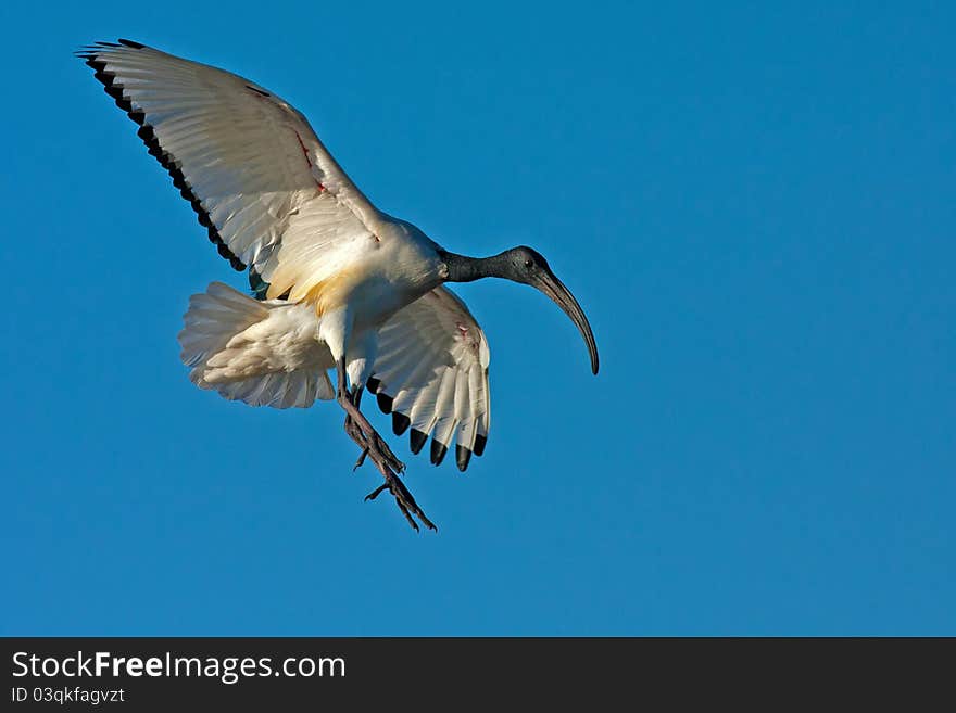 African Sacred Ibis Landing