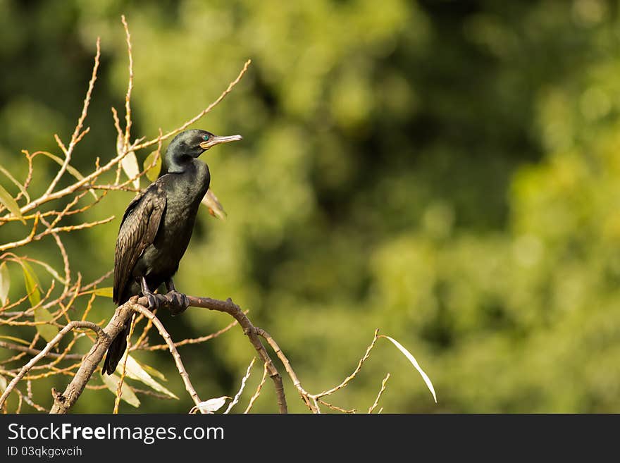 An Indian cormorant(Phalacrocorax fuscicollis) resting on a branch of the tree. An Indian cormorant(Phalacrocorax fuscicollis) resting on a branch of the tree