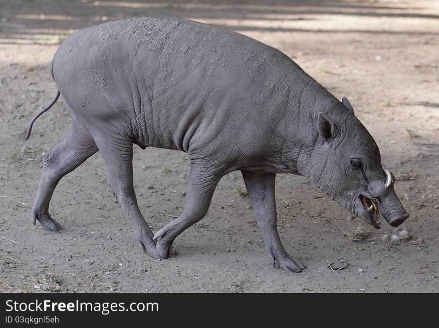 The adult babirusa going on the soil.