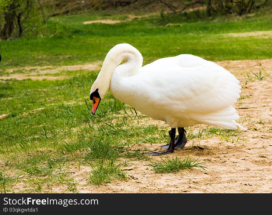 The white swan left water and going by the ground