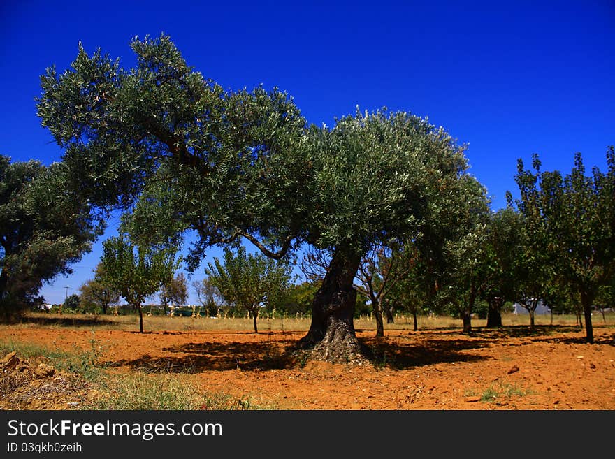 An olive tree in a field.