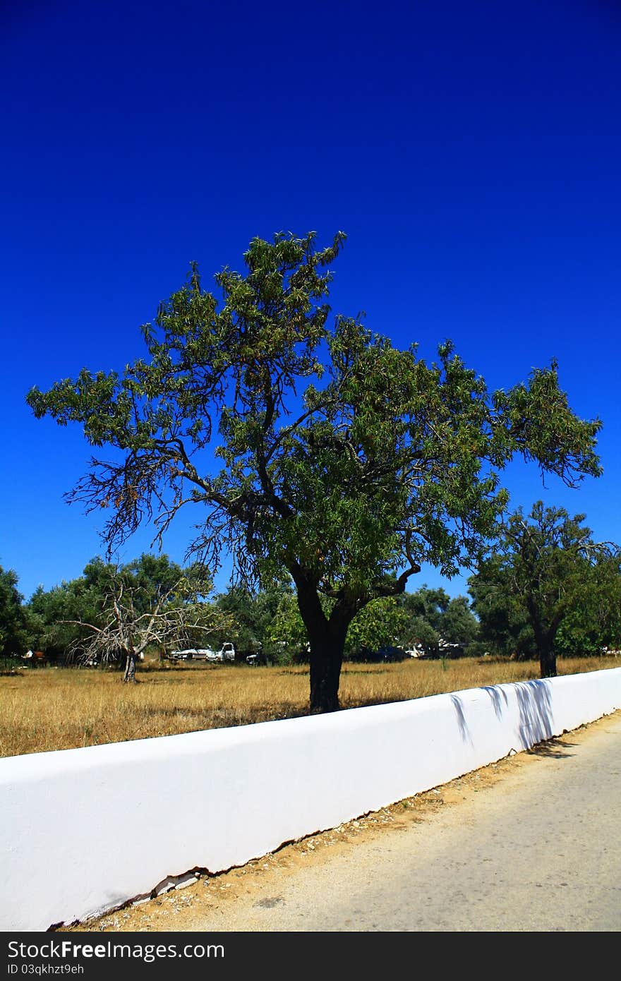 A tree in a field.