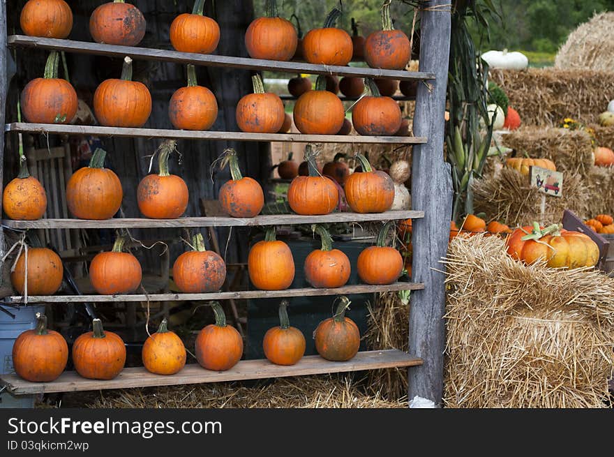 Pumpkin Display