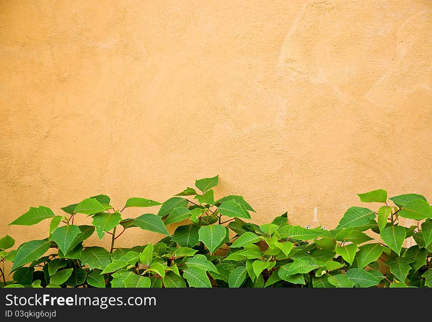 Green plant and yellow wall background