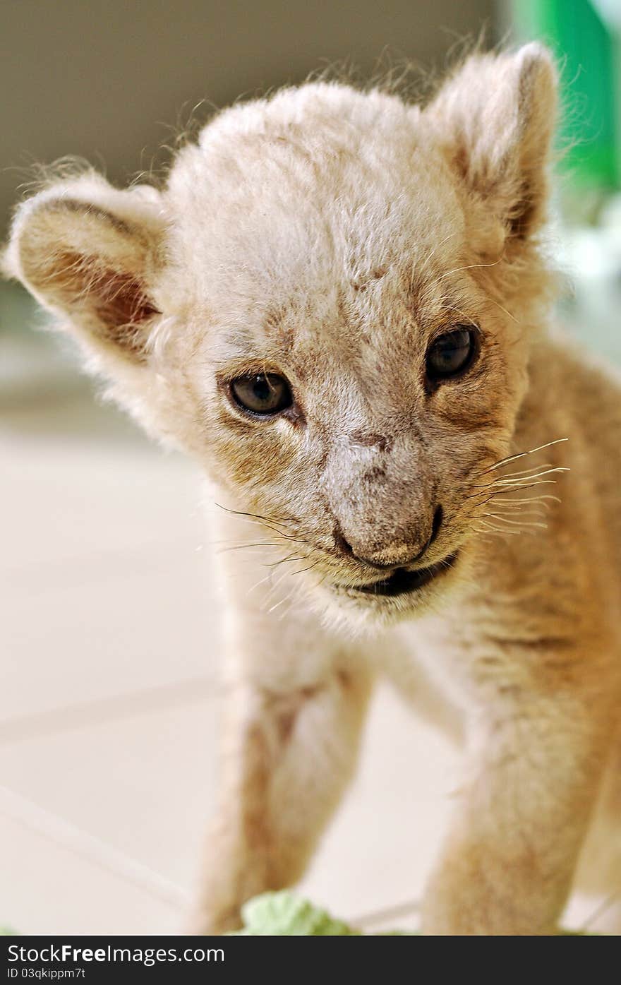 The lion giving birth to a litter of one to four cubs in a secluded den usually away from the rest of the pride. The lion giving birth to a litter of one to four cubs in a secluded den usually away from the rest of the pride.