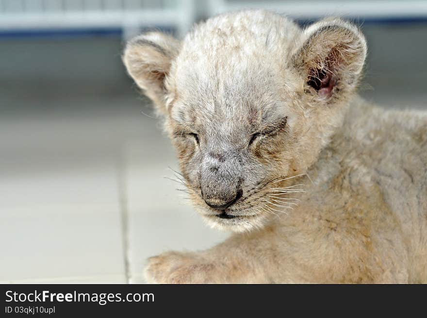 Lion cub