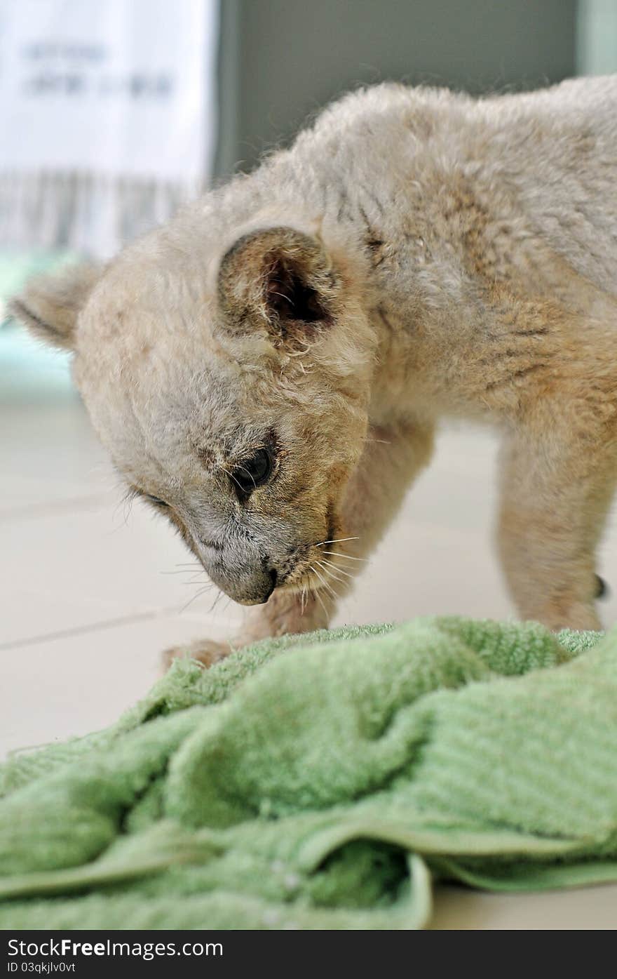 Lion cub