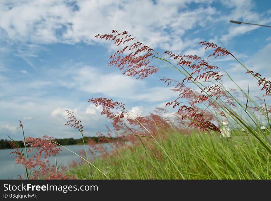 Grass and sky in lake