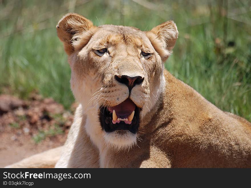 Lioness