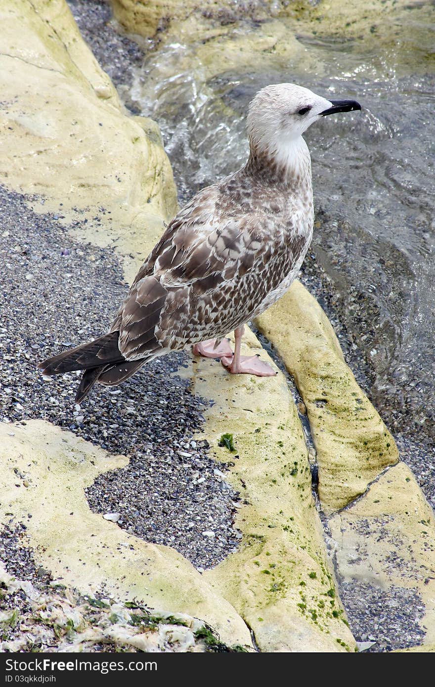 Portrait of seagull resting on rock in sea