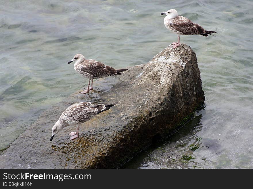 Three seagulls resting on rock