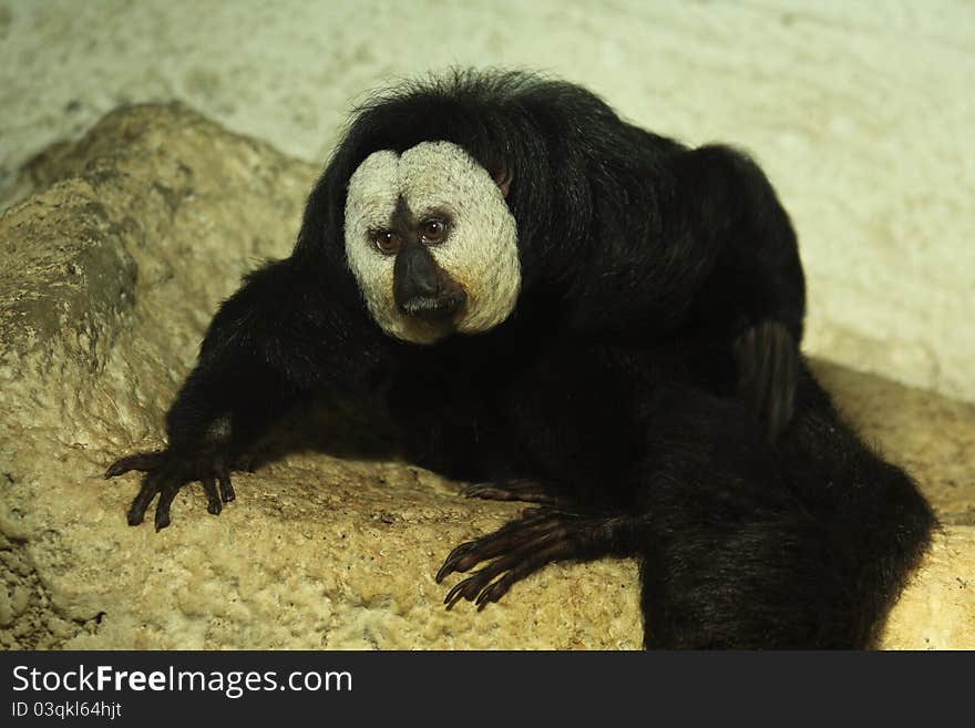 White-faced Saki