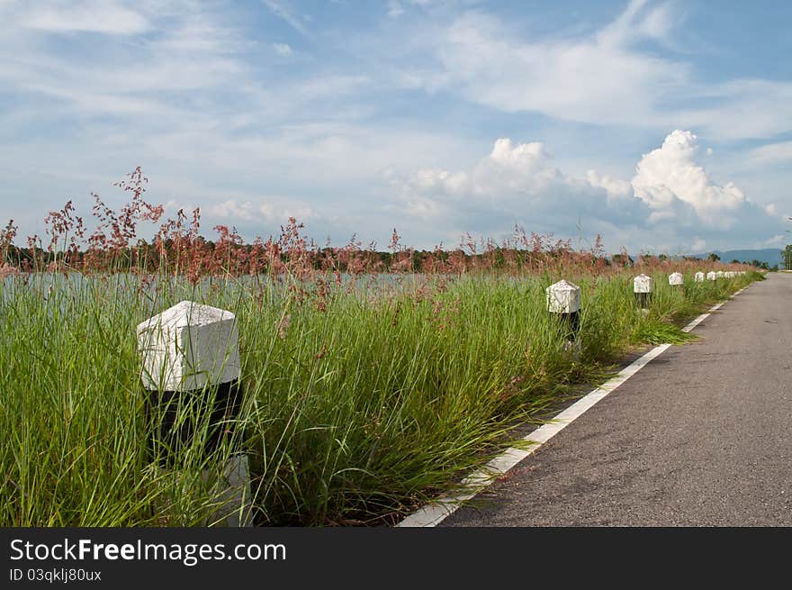 Grass and road in lake. Grass and road in lake