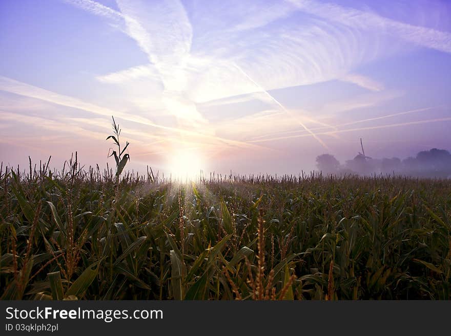 Cornfield landscape at sunrise with a windmill at the horizon. Cornfield landscape at sunrise with a windmill at the horizon