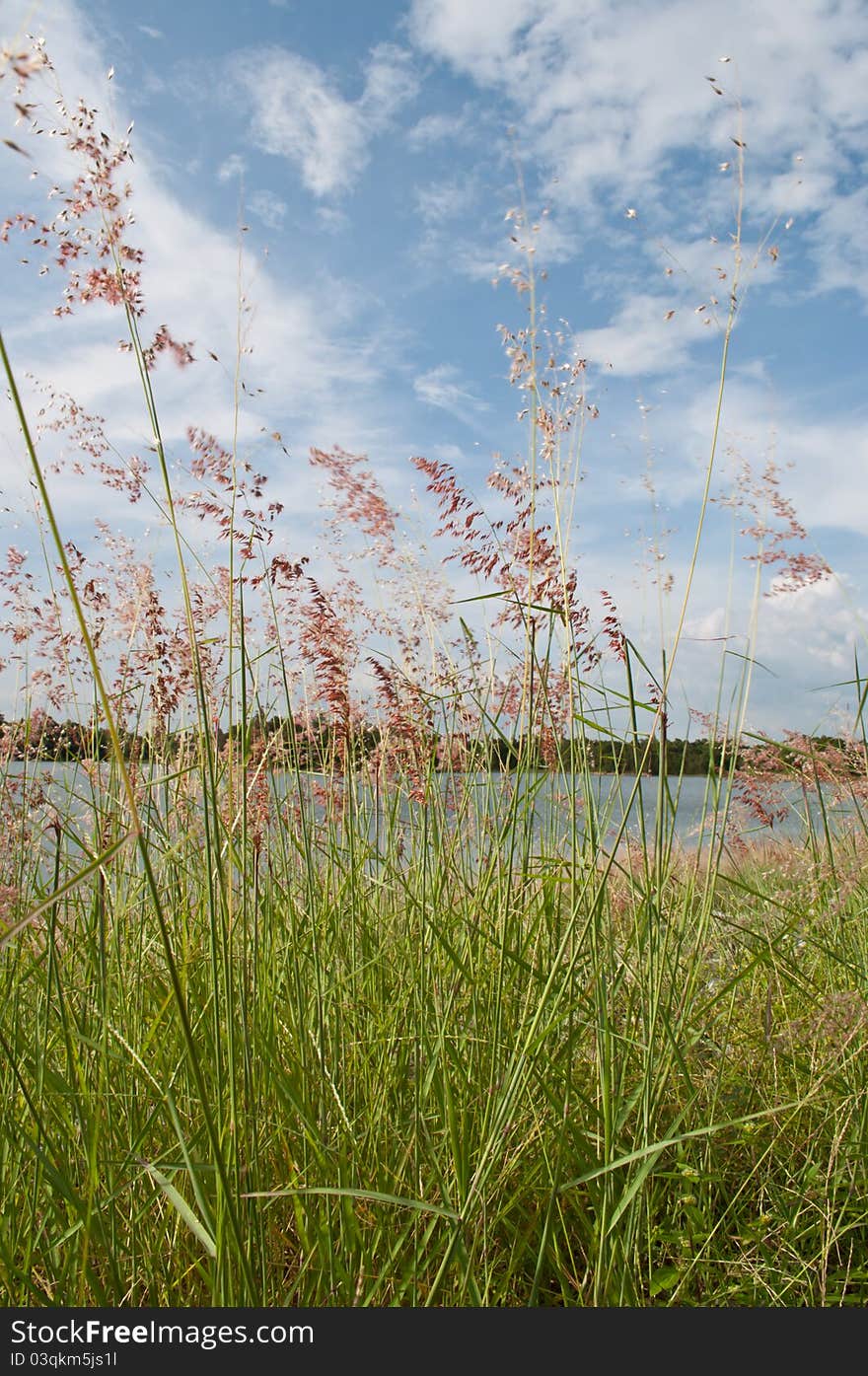 Grass and sky in lake