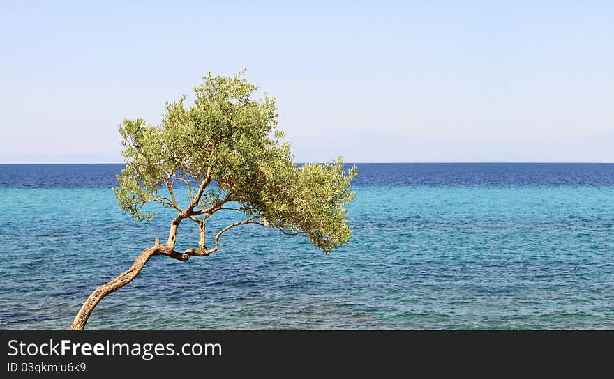 Olive tree by the blue Aegean sea , in Thassos island , Greece. XXL