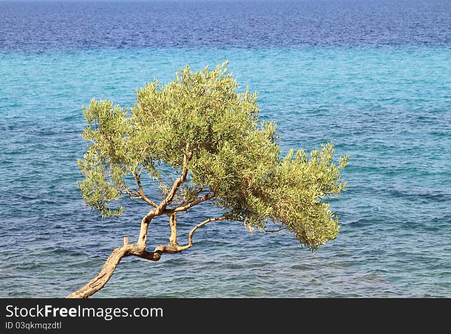 Olive tree by the blue Aegean sea , in Thassos island , Greece.