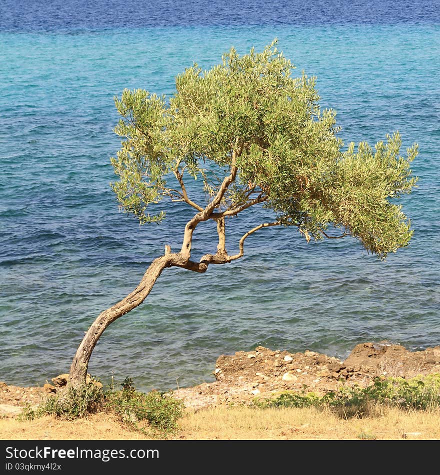 Olive tree by the blue Aegean sea , in Thassos island , Greece.