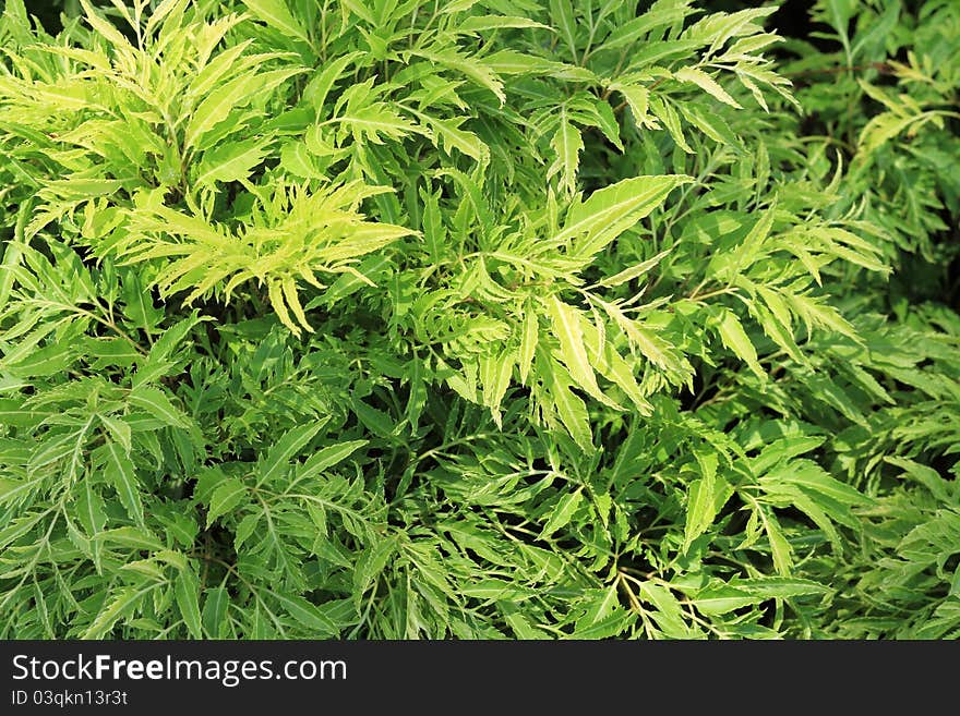 Beautiful green leaves background and bright sun