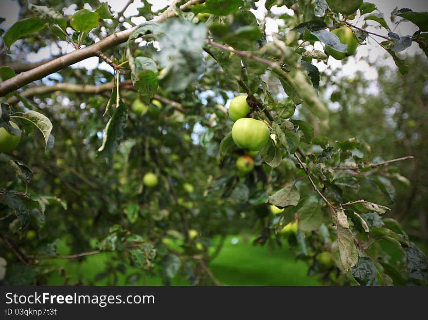 Apple tree with ripe green apples. Apple tree with ripe green apples