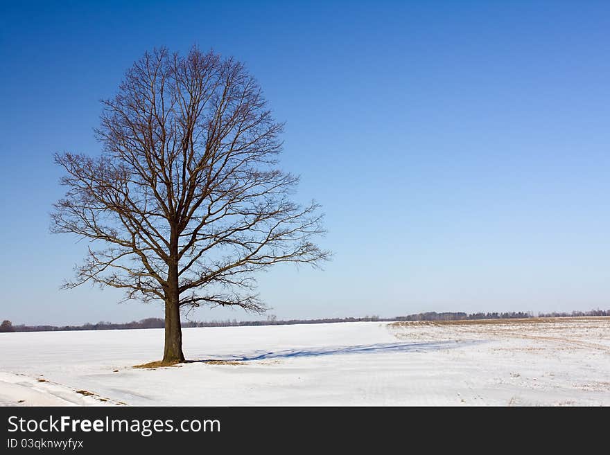 Field on which the tree with the fallen down leaves during the winter period of time grows. Field on which the tree with the fallen down leaves during the winter period of time grows