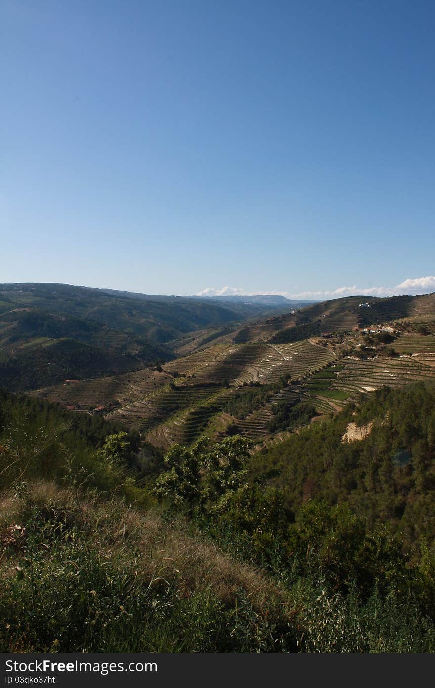 Vineyards of Tras-os-Montes