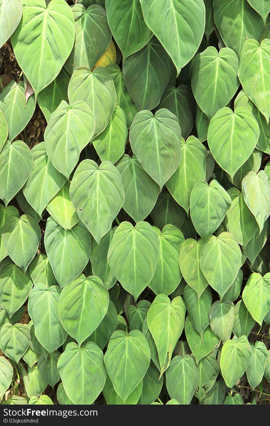 Beautiful green leaves background and bright sun