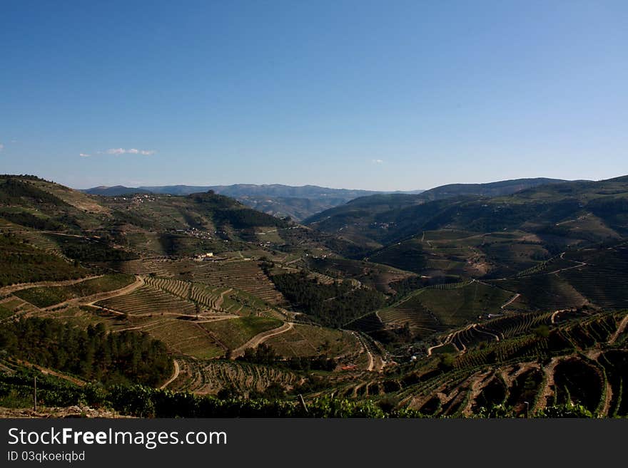 Vineyards of Tras-os-Montes