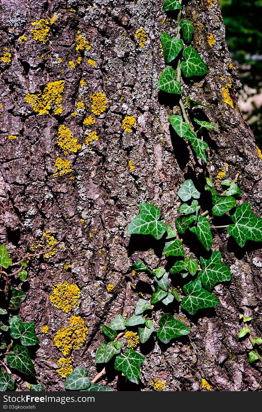 Ivy beautifully wraps the bark of an old tree. Ivy beautifully wraps the bark of an old tree