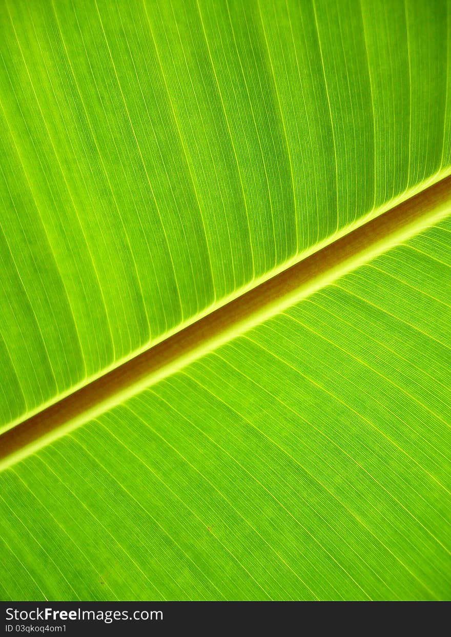 Green Banana Leaf.