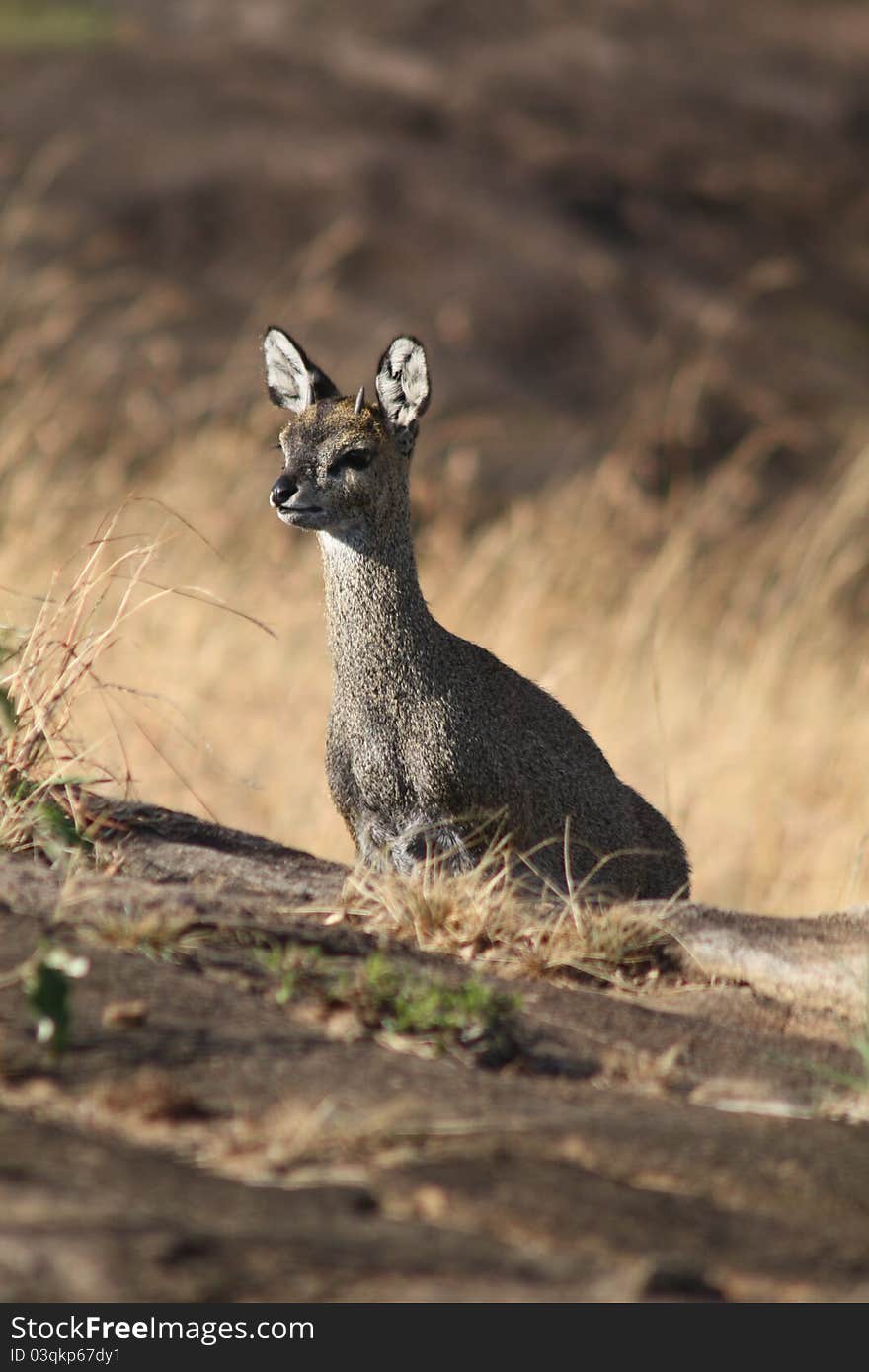 Pigmy Antelope