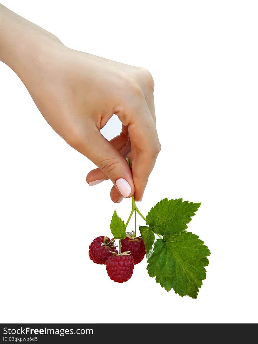 Woman S Hand With A Sprig Of Raspberries