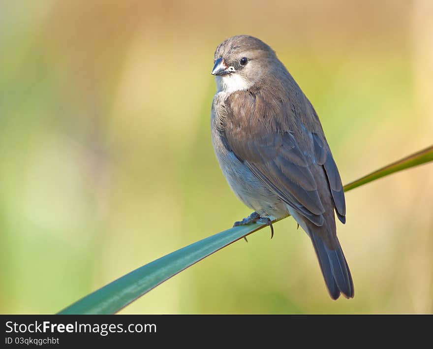 Juvenile Common Waxbill sitting against a green to yellow background