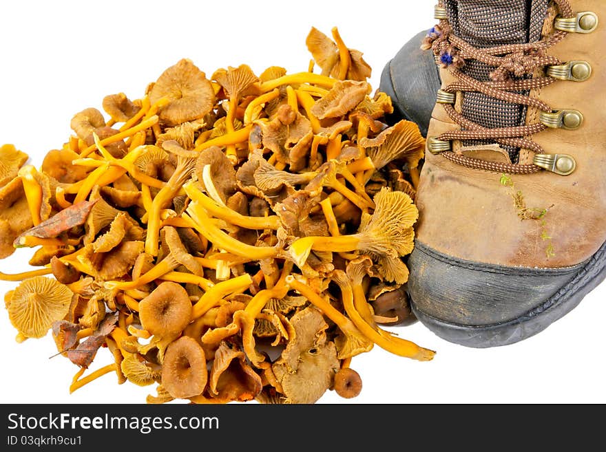 Funnel Chanterelle. Close up on white background