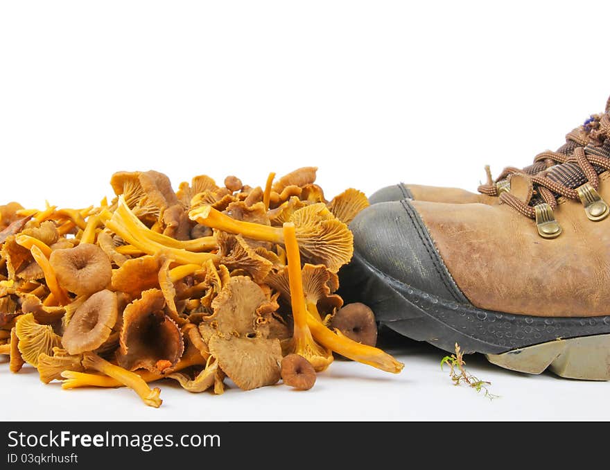 Funnel Chanterelle. Close up on white background