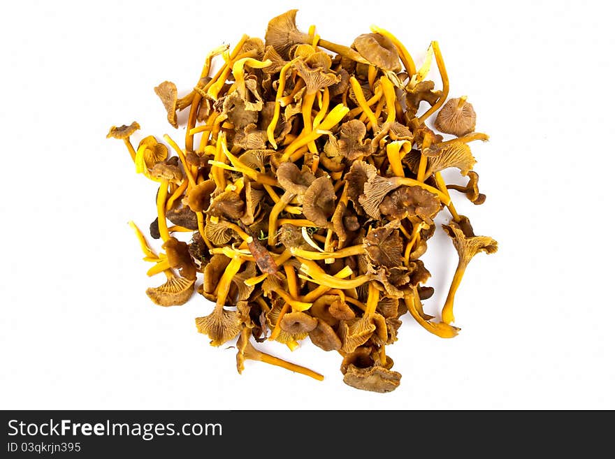 Funnel Chanterelle. Close up on white background