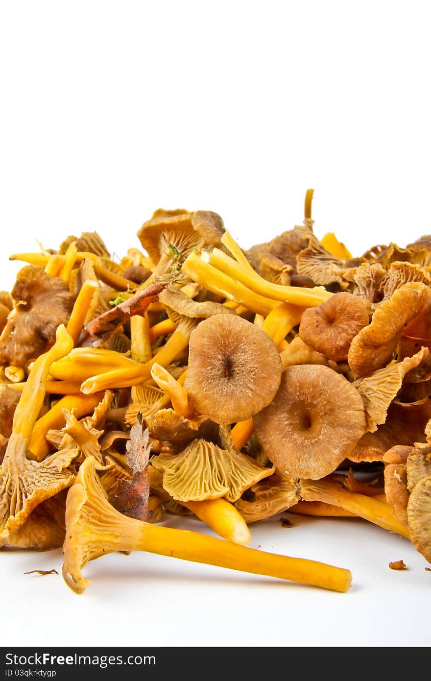 Funnel Chanterelle. Close up on white background