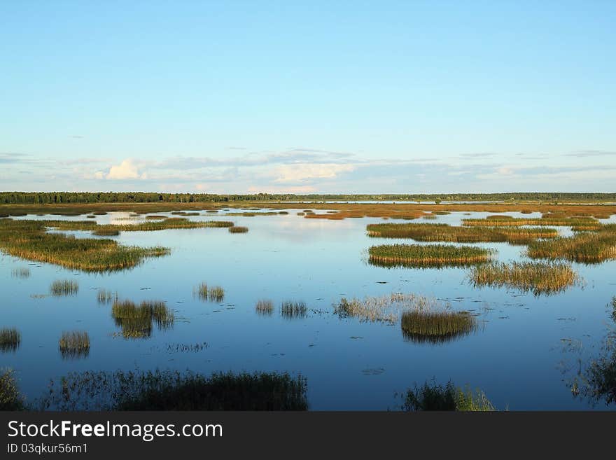 Overgrown forest lake. Summer landscape. Overgrown forest lake. Summer landscape.