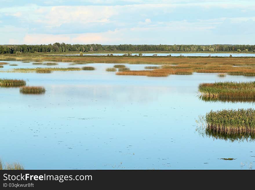 Overgrown forest lake. Summer landscape. Overgrown forest lake. Summer landscape.