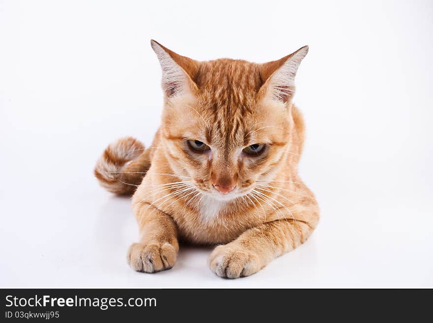 The cat looks angrily waiting for a shot. The cat looks angrily waiting for a shot.